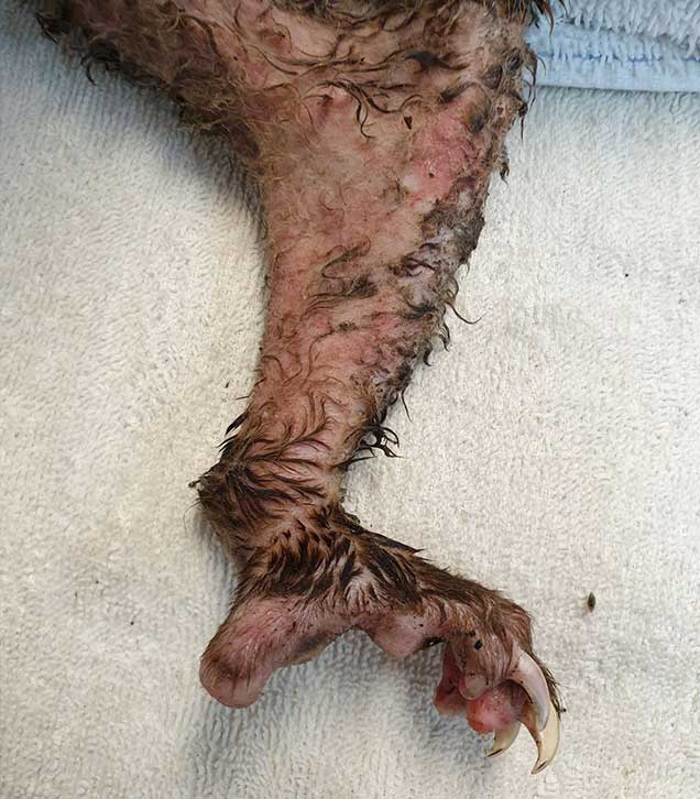 Possum in RSPCA Qld Veterinary care with early periocular lesions - dermatitis